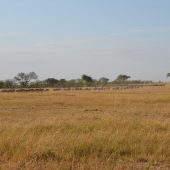  The Serengeti, TZ